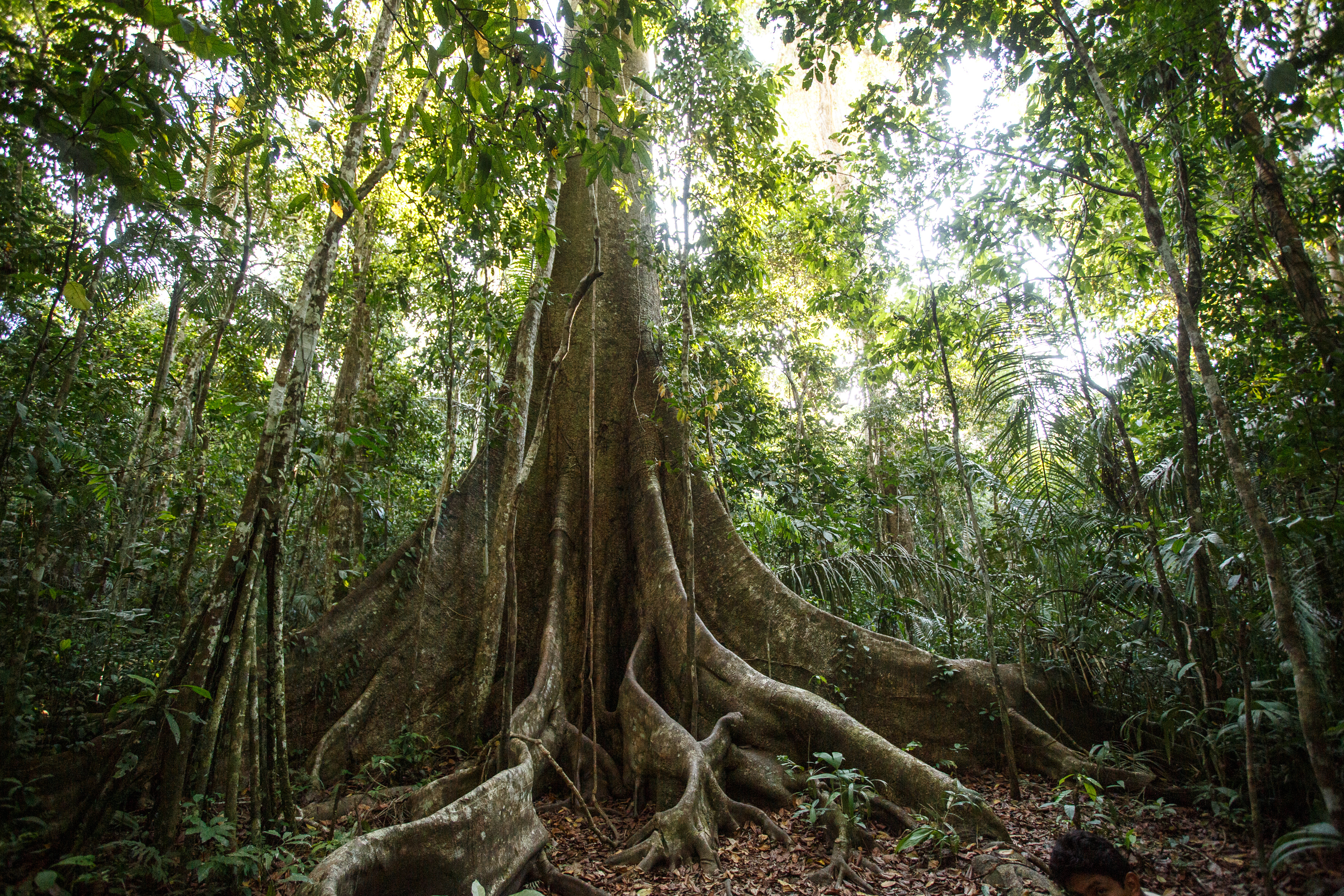 Credit: Roots of the Ceiba Petandra tree, present across Latin America's Amazon rainforest, By: Christian Vinces, Adobe Stock