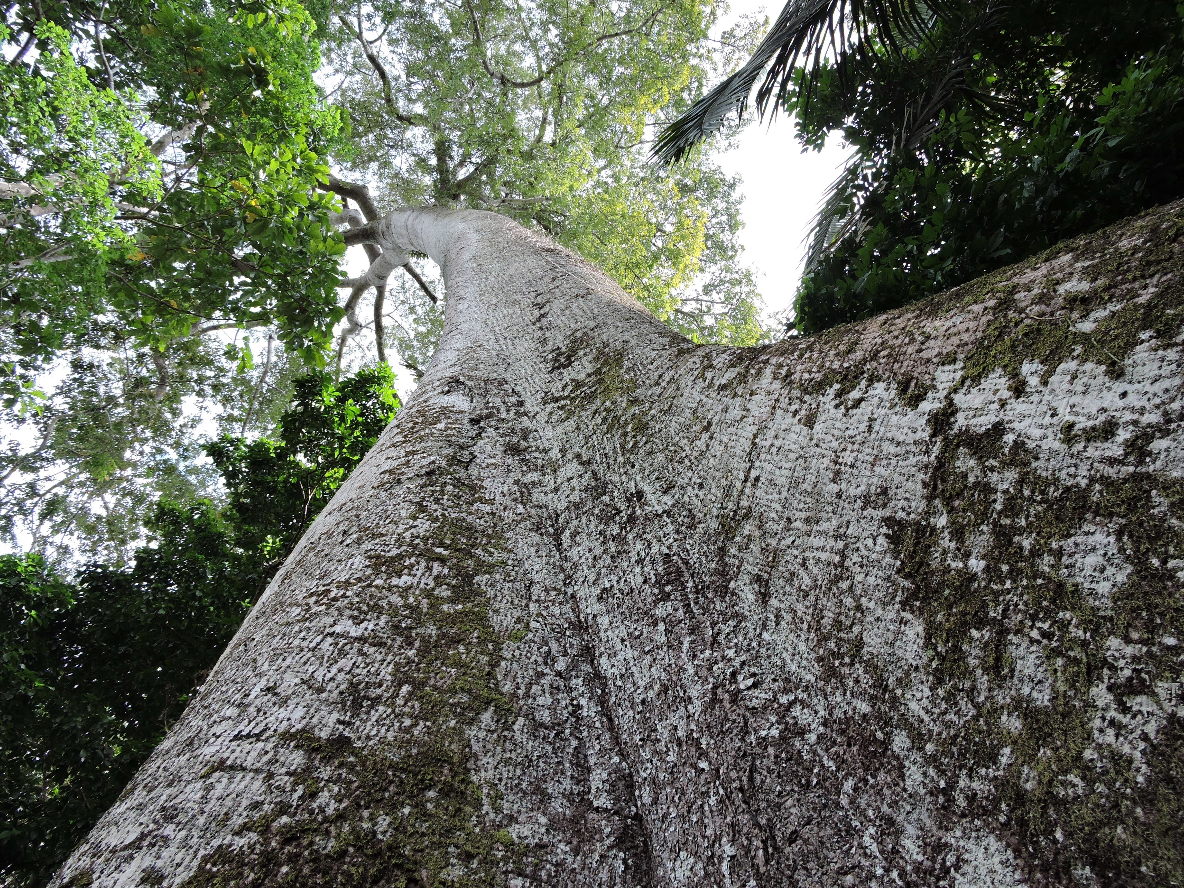 Sumauma sacred tree threatened by the Belo Monte Dam in Altamira, Brazil . Credit: Luiz Felipe Lacerda