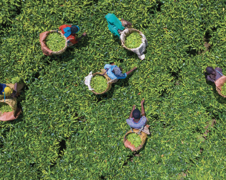 Theological Foundations of Agriculture Report Cover
